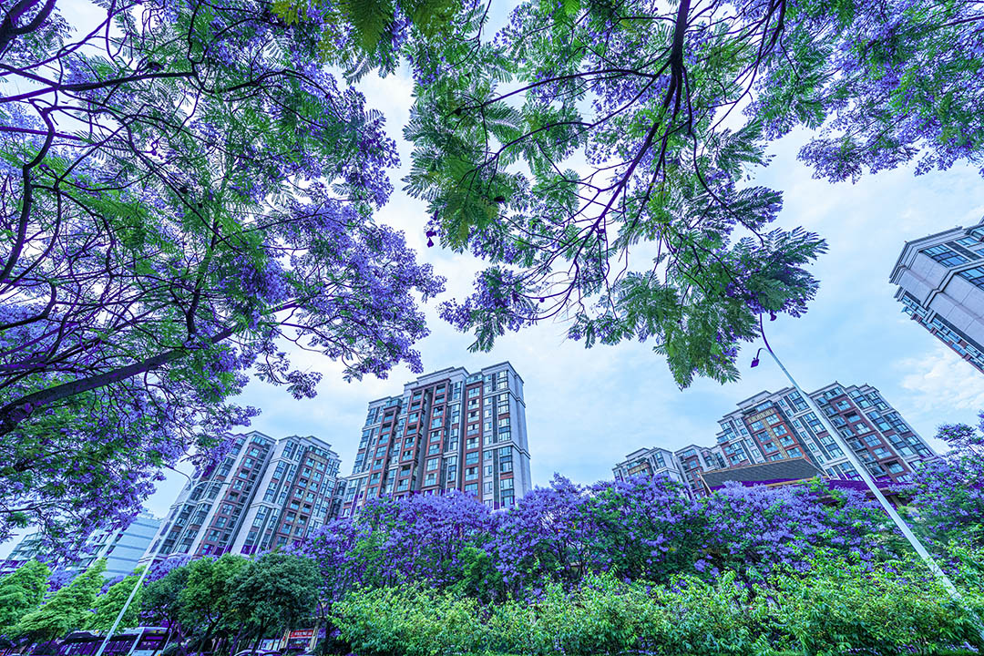 吉顺路蓝花楹