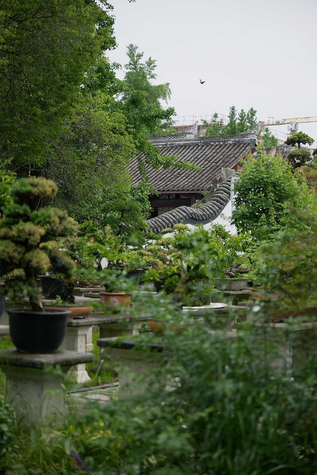 温江分会场美丽庭院