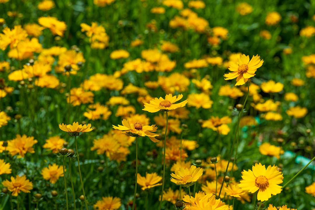 6351517_世园会花卉黄色花丛