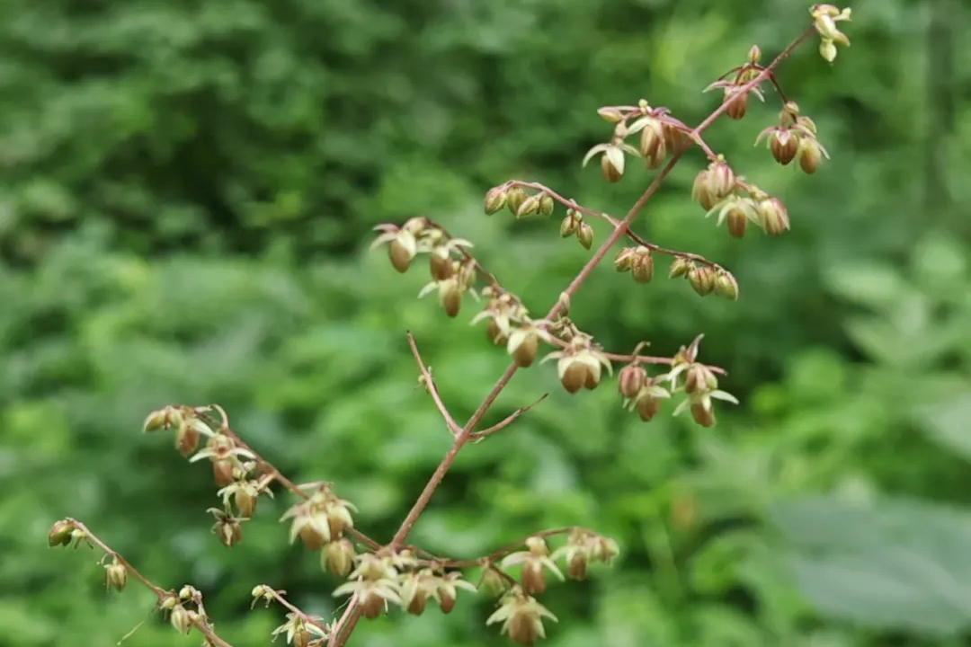 葎草花序