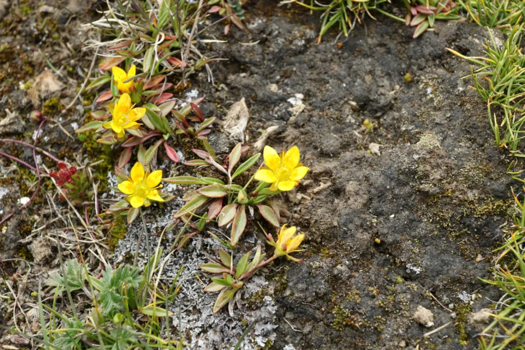 山地虎耳草